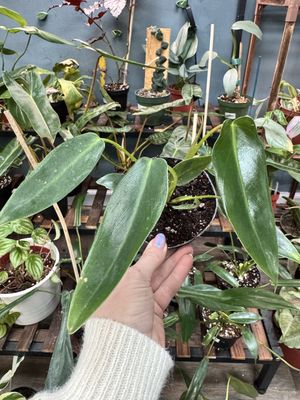 Philodendron Spiritus Sancti