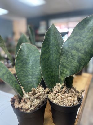 Sansevieria Masoniana “Whale Fin”