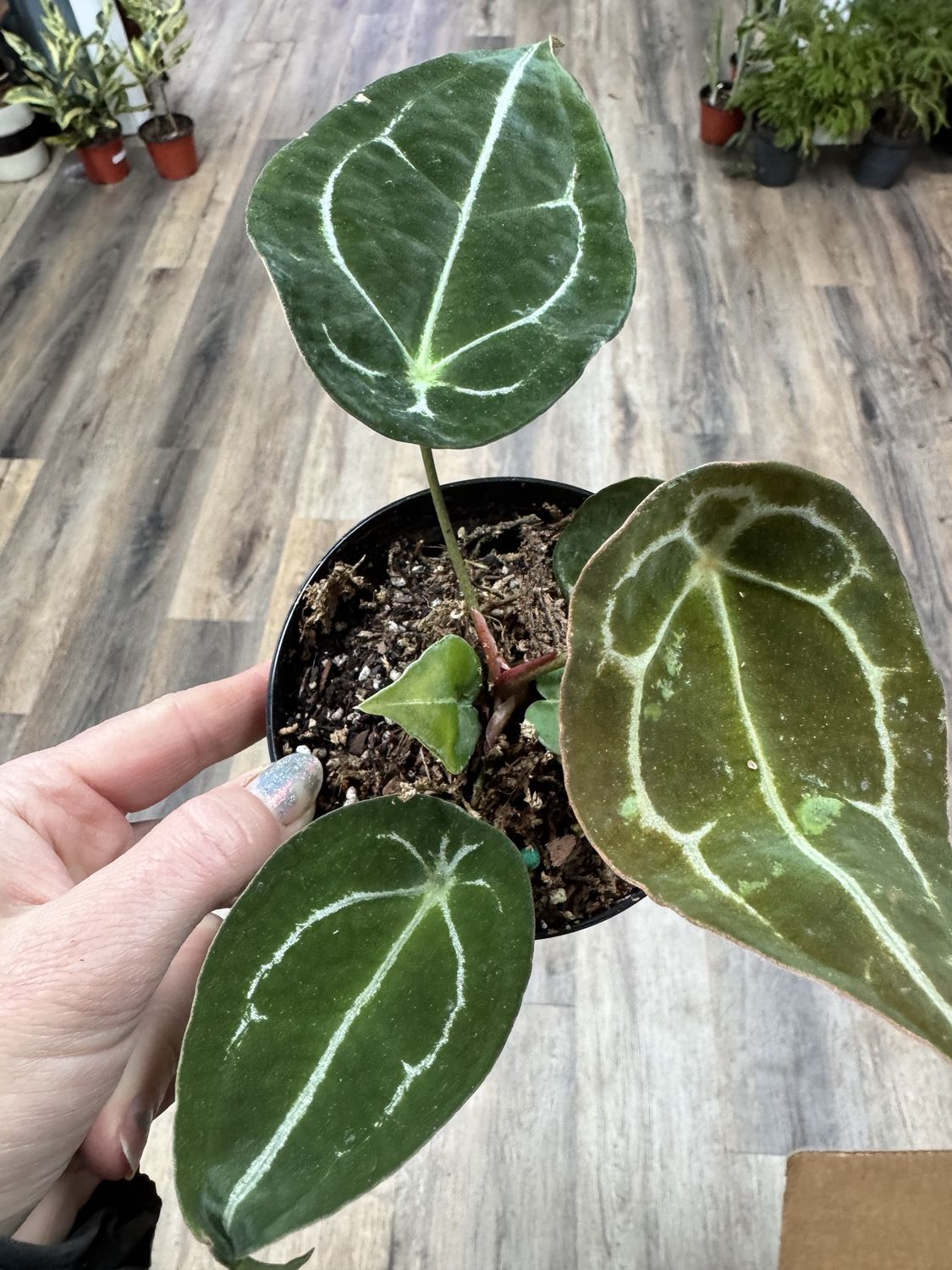 Anthurium Forgetii Hybrid