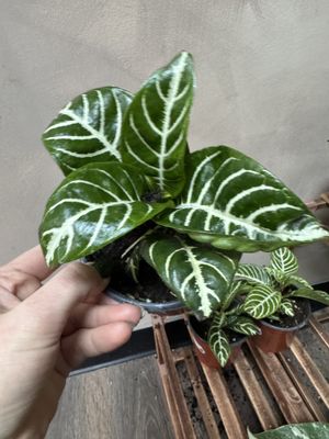 Aphelandra Zebra
