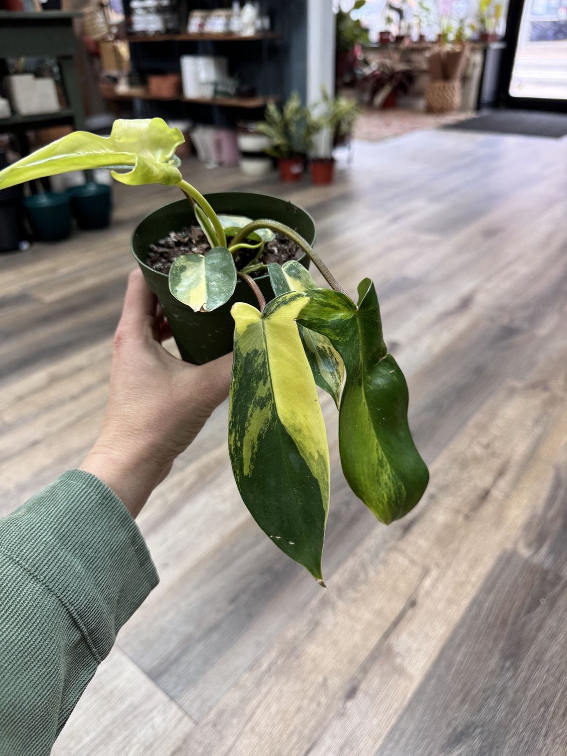 Philodendron Florida’s Beauty Sunrise