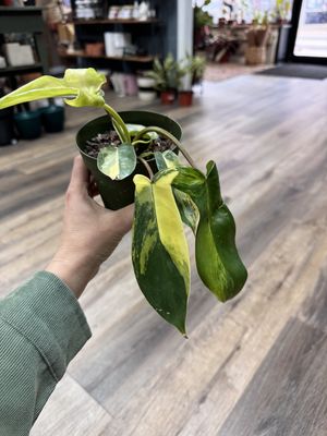Philodendron Florida’s Beauty Sunrise