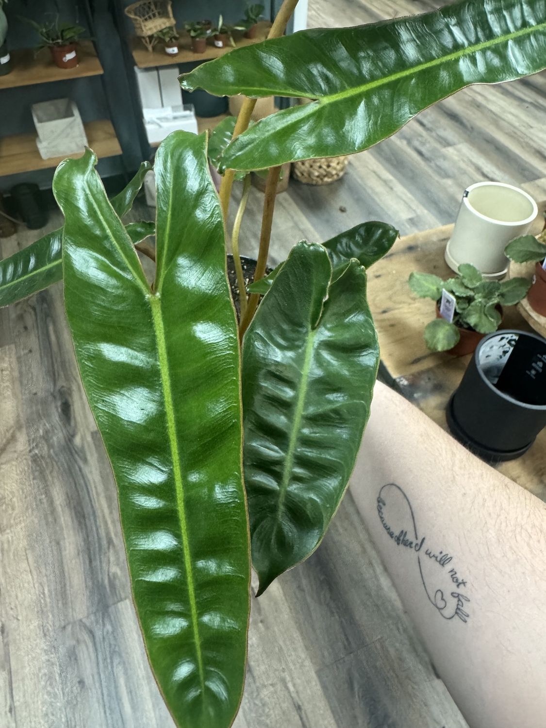 Philodendron Billietiae, Size: 4”