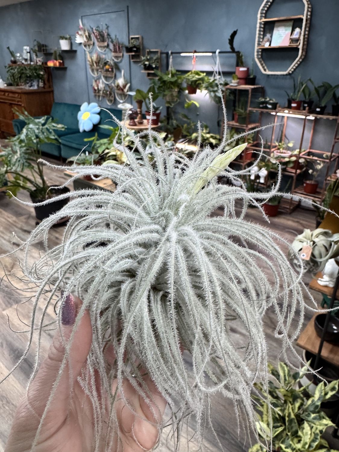 Mystery Air Plant, Size: Jumbo