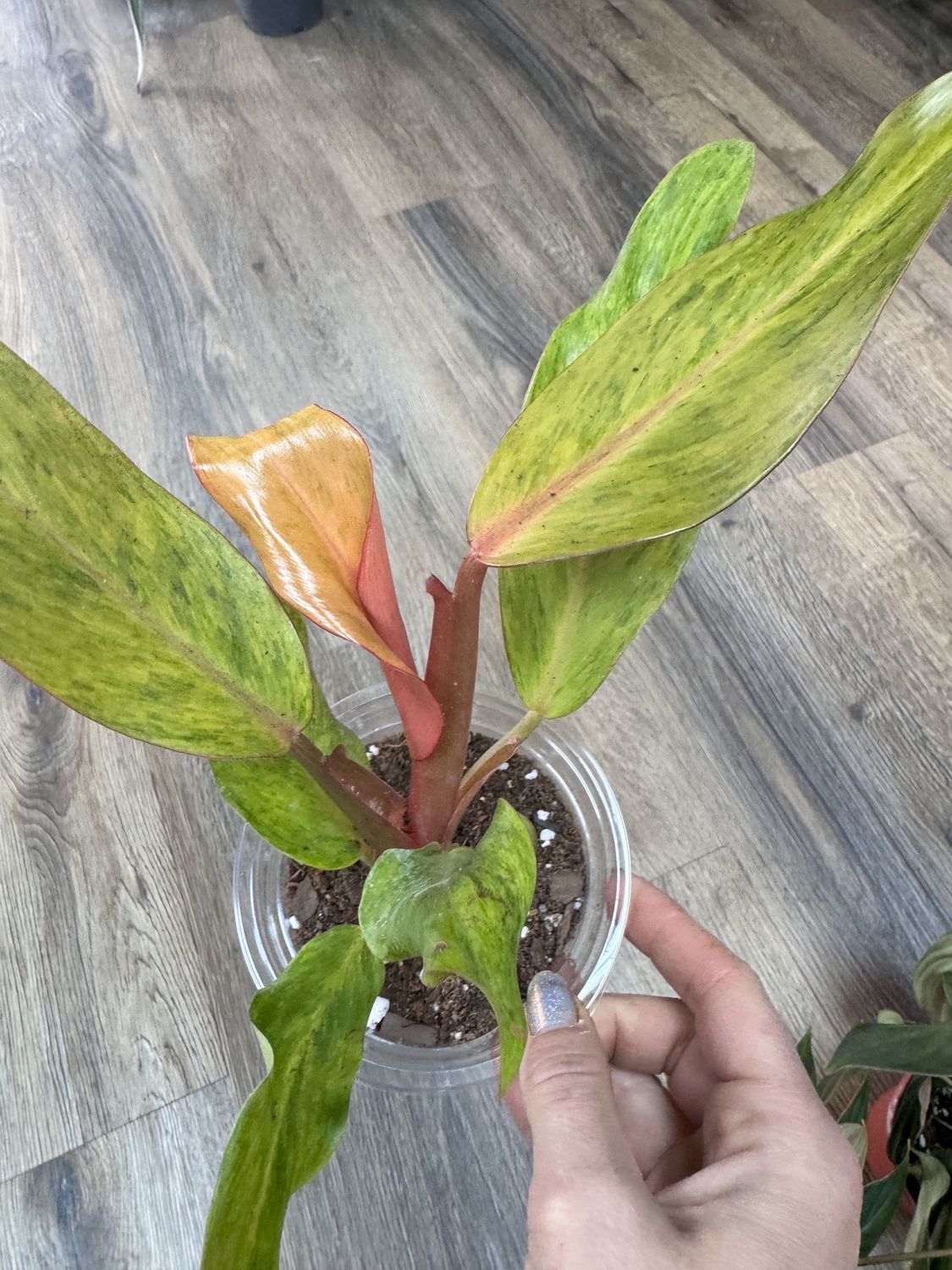 Philodendron Orange Marmalade., Size: 4&quot;