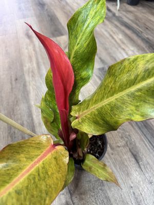 Philodendron Orange Marmalade.