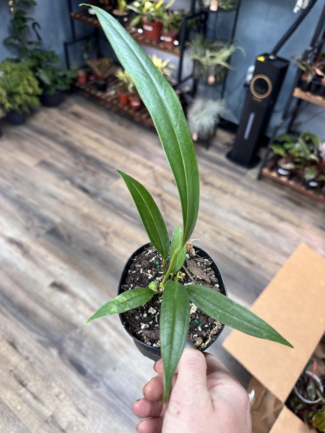Anthurium Bakeri
