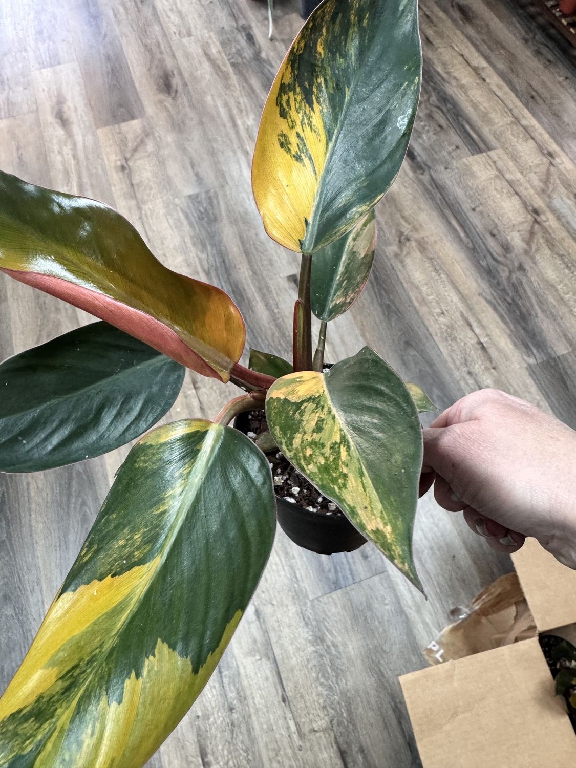Variegated Philodendron Red Congo &#39;Red Hot&#39;