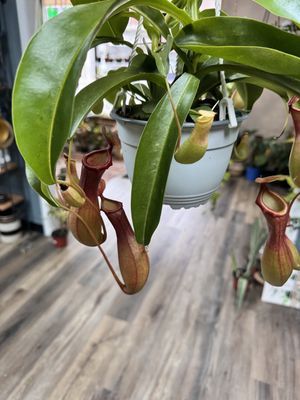 Monkey Cup Pitcher Plant