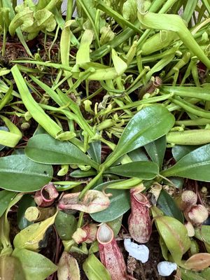 Assorted Carnivorous