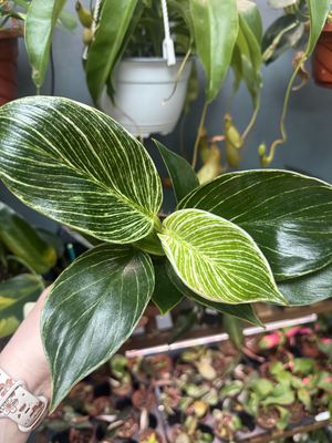 Philodendron Birkin