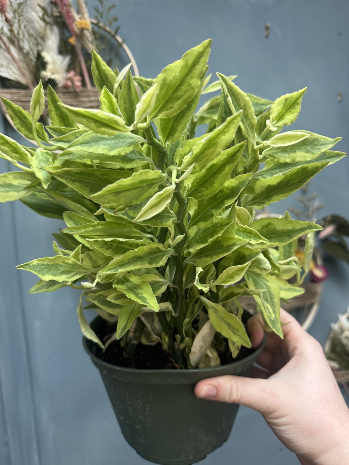 Variegated Devil&#39;s Backbone