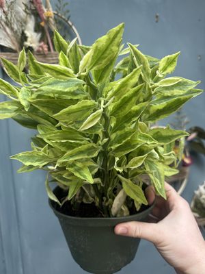 Variegated Devil&#39;s Backbone