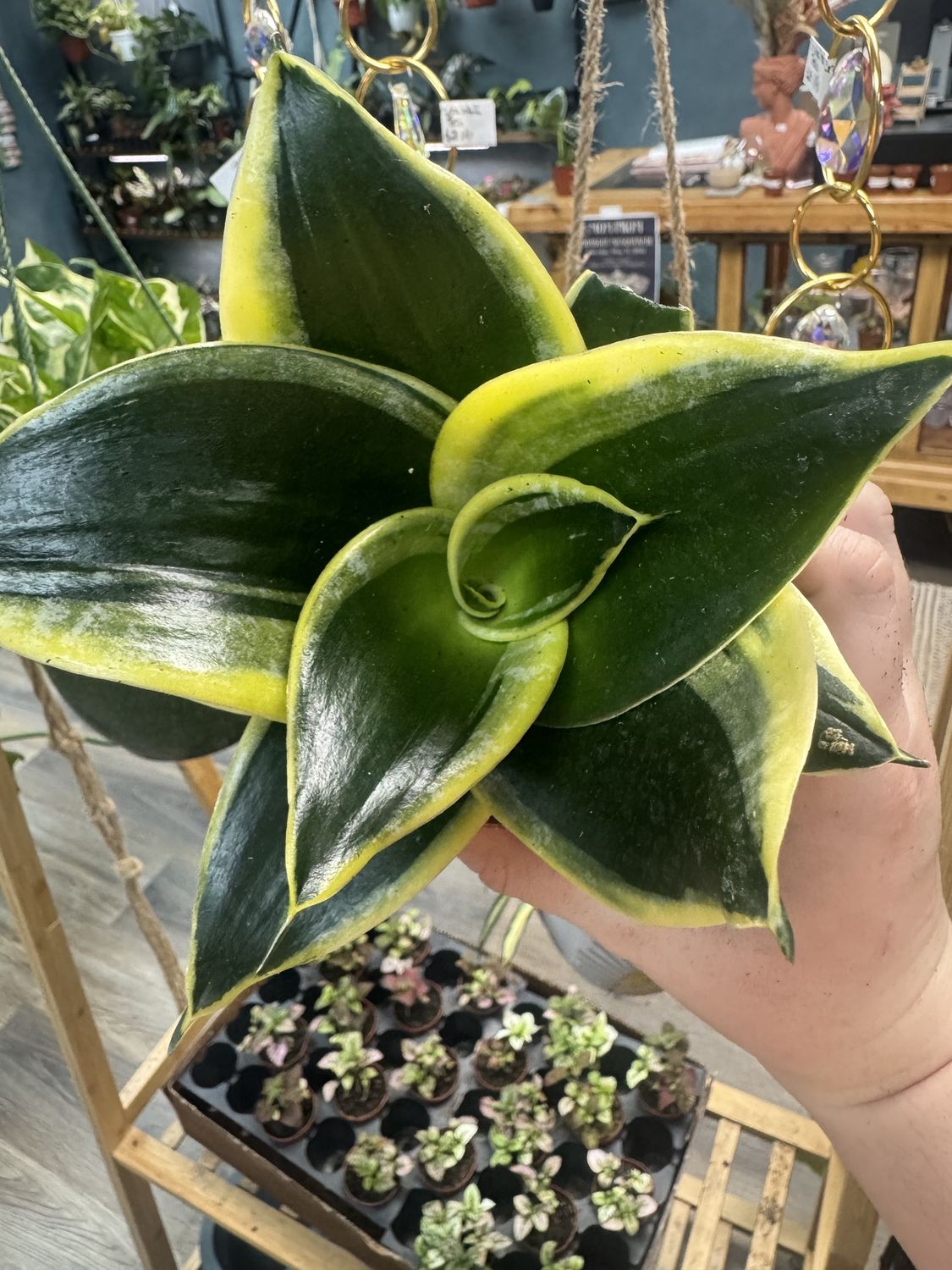 Snake Plant Black Gold