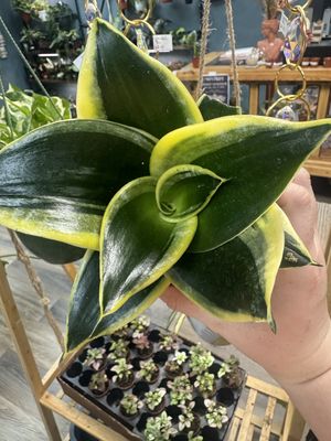 Snake Plant Black Gold