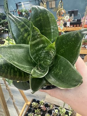 Sansevieria Forest Star