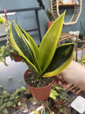 Sansevieria Gold Flame