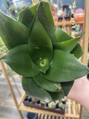 Sansevieria Jade Star