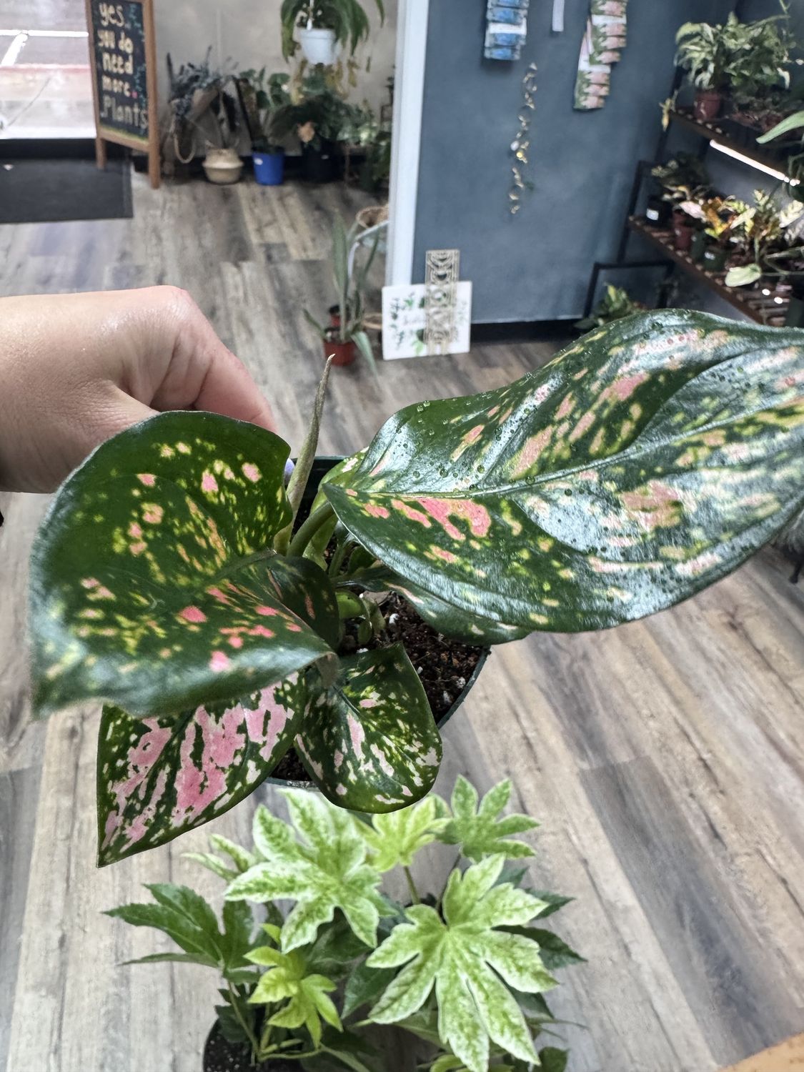 Chinese Evergreen Wishes