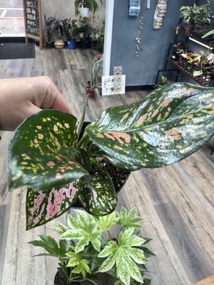 Chinese Evergreen Wishes