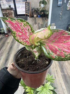 Chinese Evergreen Pink Pearl