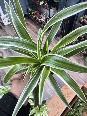 Spider Plant Reverse