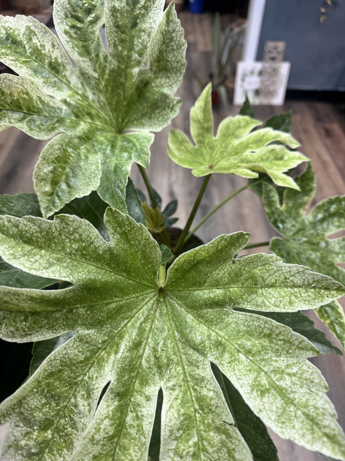 Fatsia Spiders Web