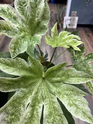 Fatsia Spiders Web