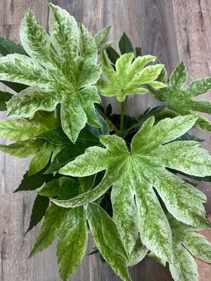 Fatsia