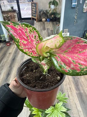 Chinese Evergreen