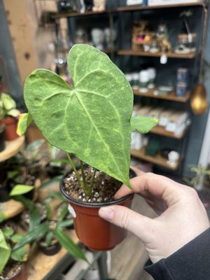Anthurium Chrystallinium