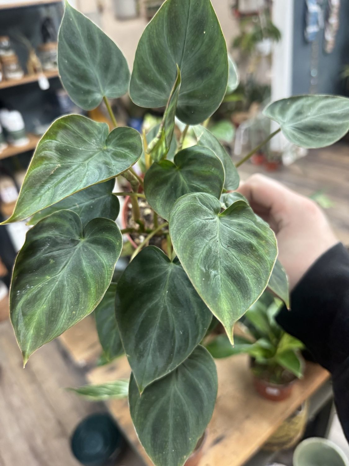 Philodendron Verrucosum