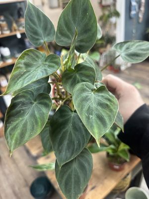 Philodendron Verrucosum