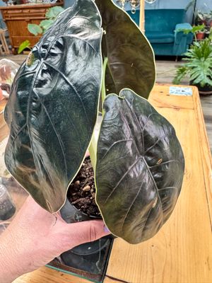 Alocasia