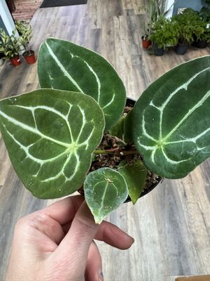 Anthurium