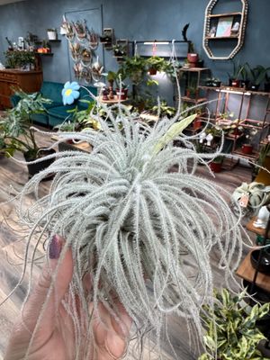 Air Plant