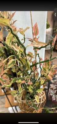 Euphorbia