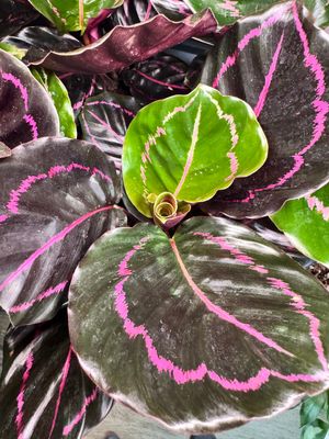 Calathea