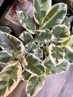 Ficus