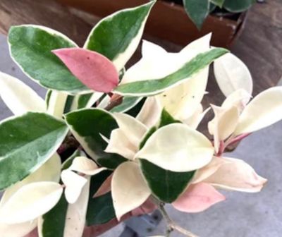 Hoya