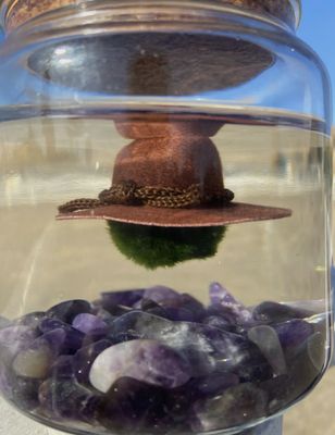 Marimo Moss Ball