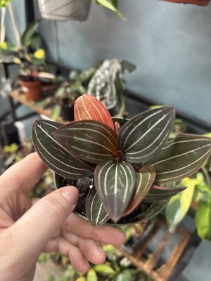 Jewel Orchid