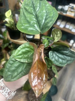 Anthurium Radicans X Luxurians