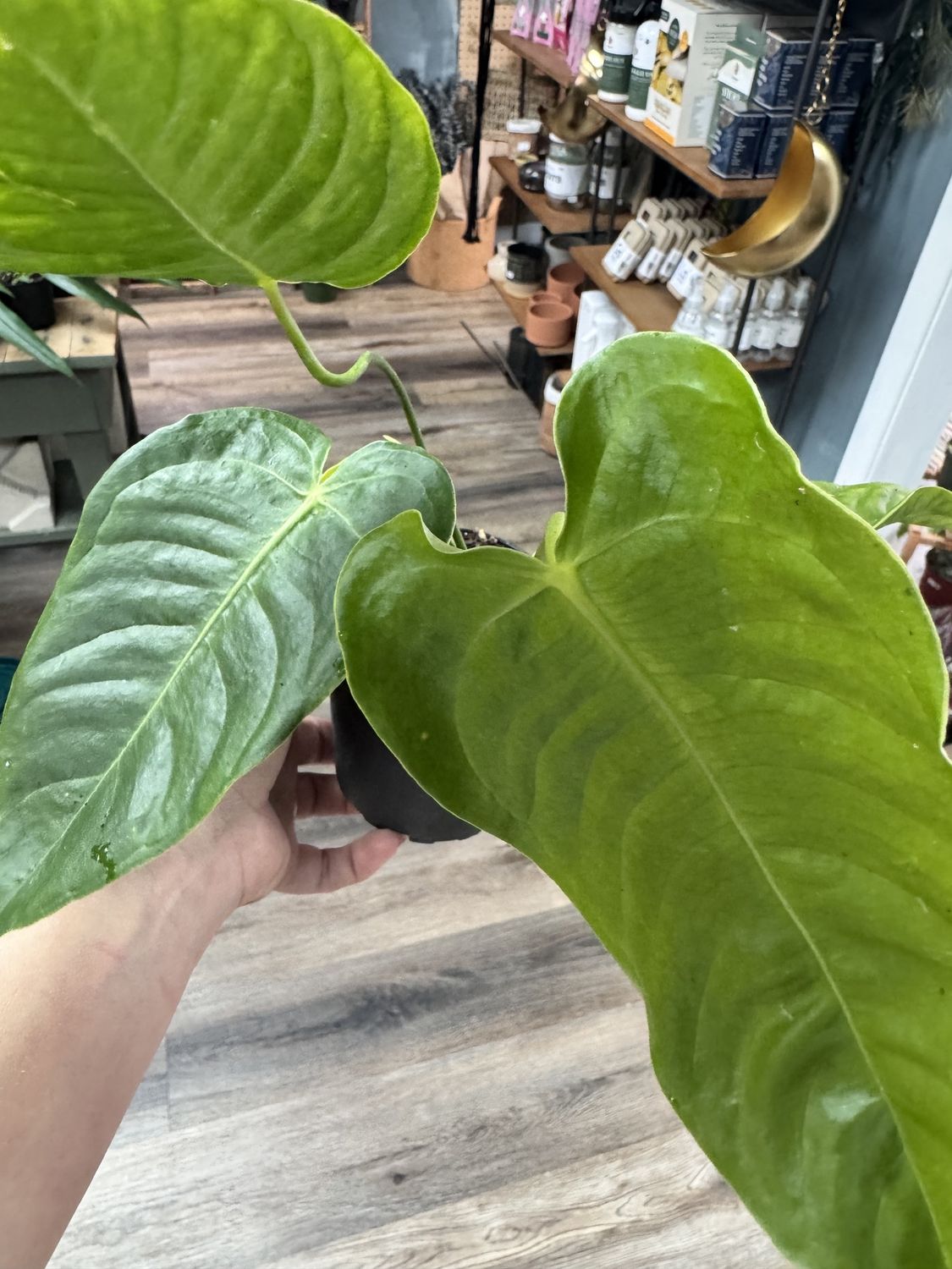 Anthurium Veitchii