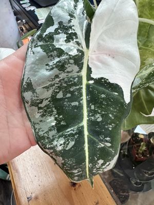 Alocasia Frydek Variegated