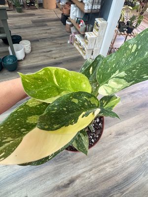 Philodendron Variegated Green Congo Copper Flame