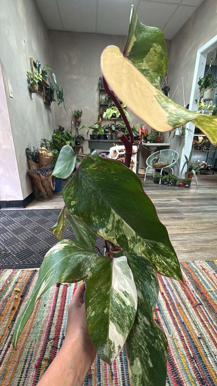 Philodendron Strawberry Shake