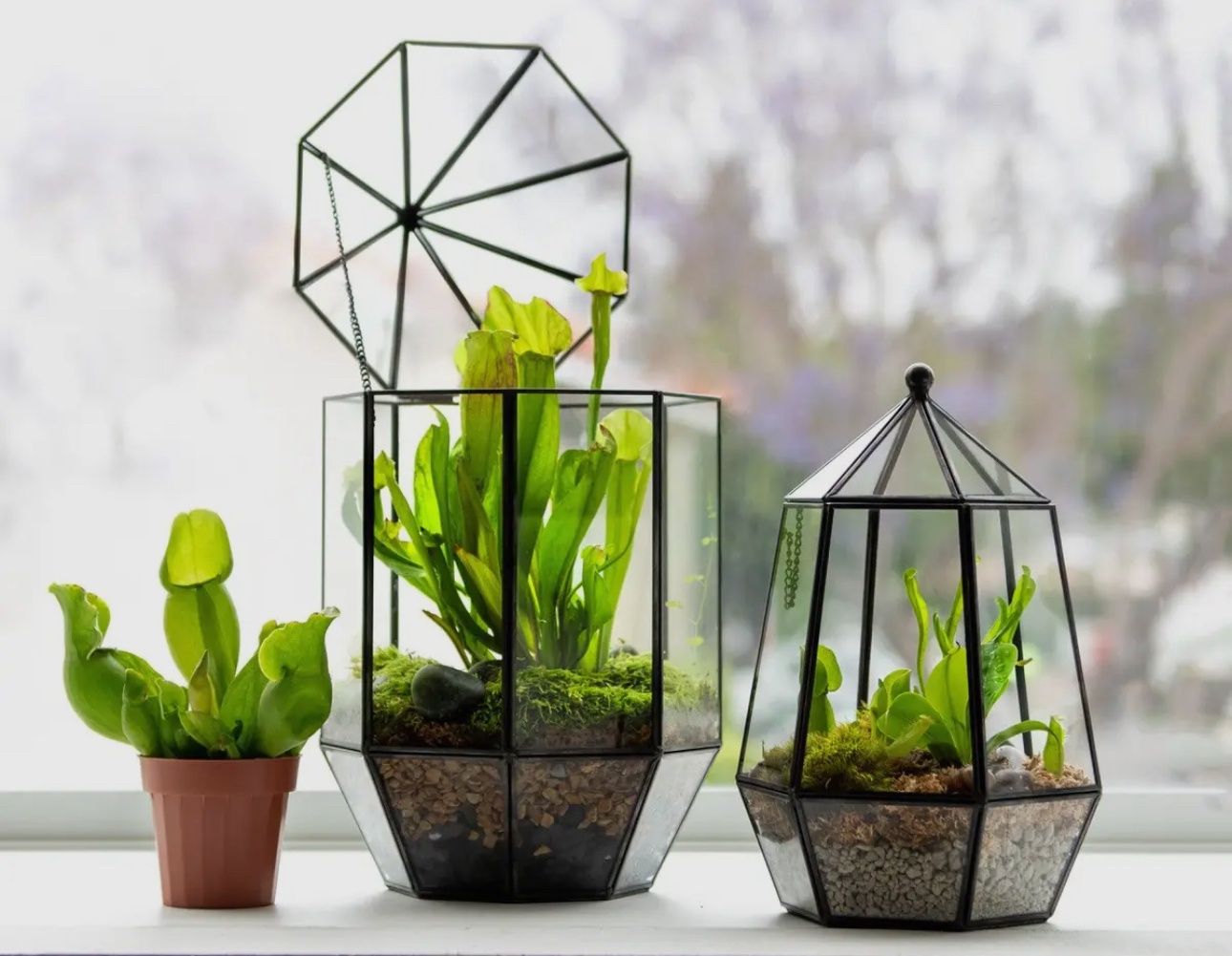 Carnivorous Medium Terrarium Workshop October 15th at 6:30