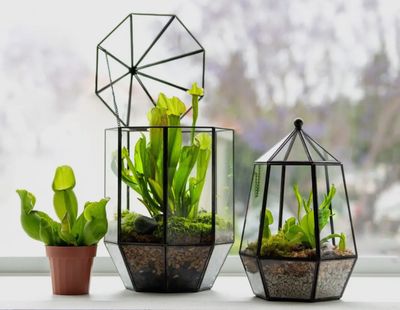 Carnivorous Medium Terrarium Workshop November 13th at 6:30