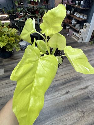 Philodendron Warscewiczii Aurea